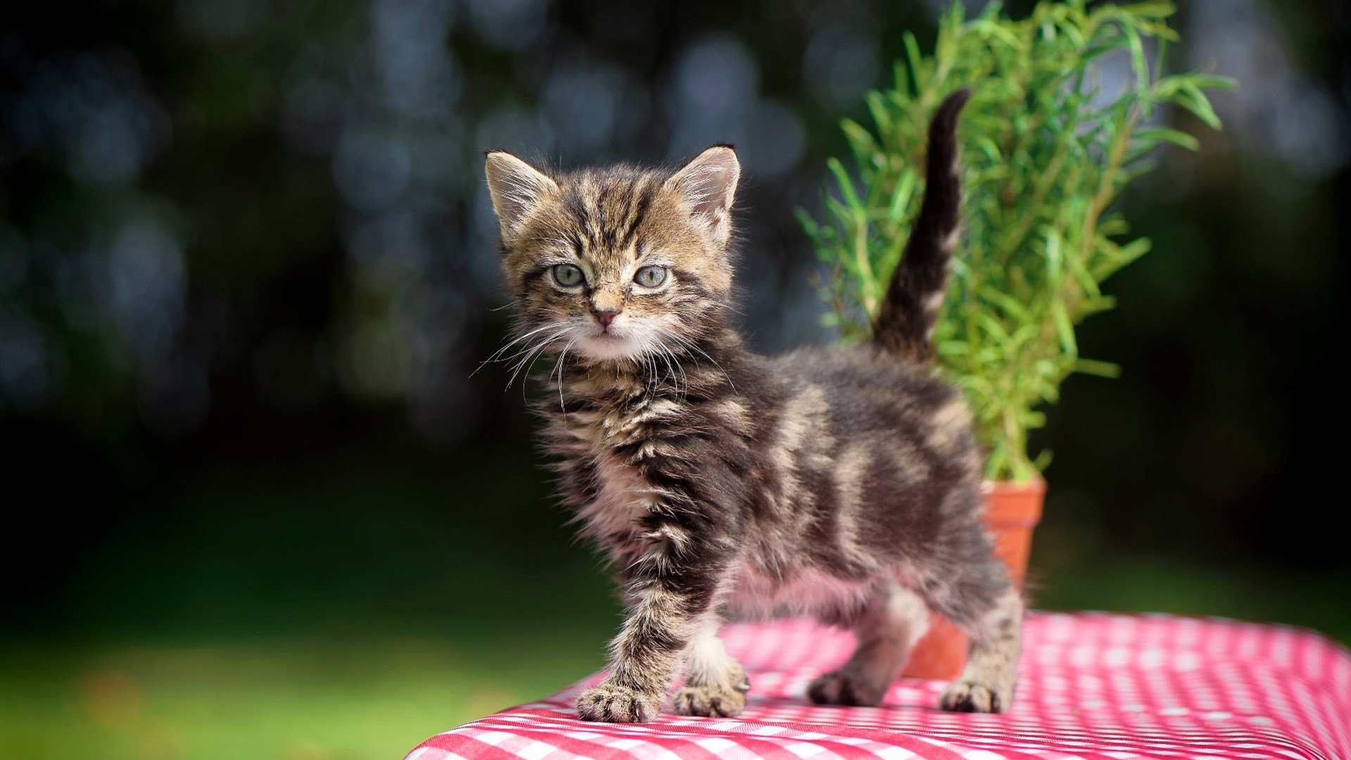 锡安·威廉姆森，在掘金与灰熊的焦点战中，他如何证明自己是独一无二的